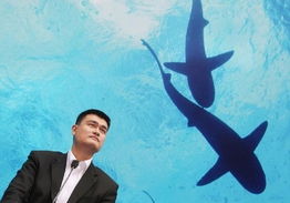 从姚明倡导到北京消费 鱼翅贸易背后的生态战争